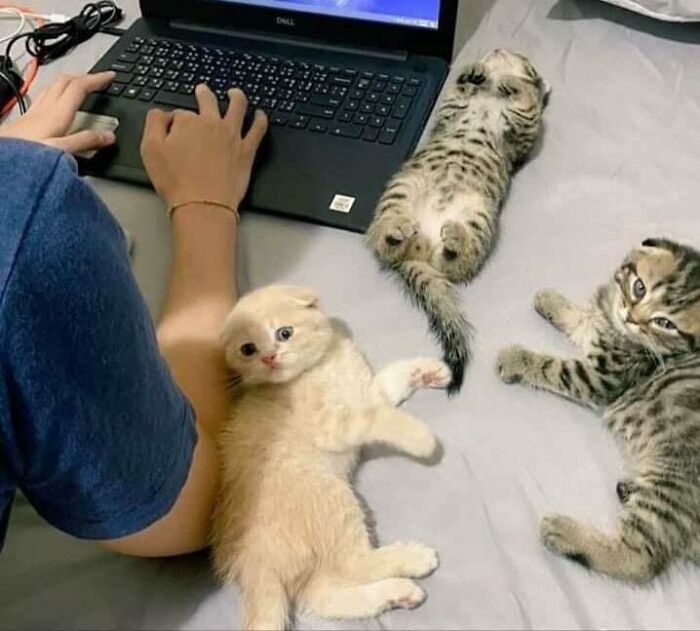 46 Of The Chunkiest Chonks To Ever Grace The Pages Of The Internet