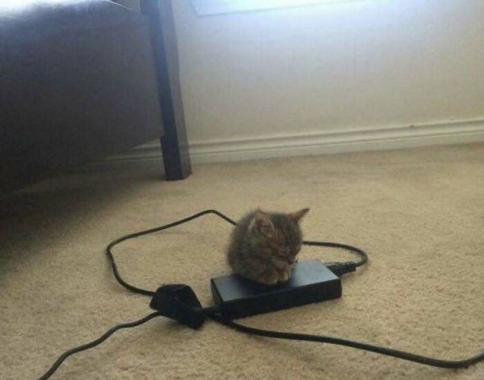 46 Of The Chunkiest Chonks To Ever Grace The Pages Of The Internet
