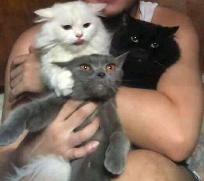 46 Of The Chunkiest Chonks To Ever Grace The Pages Of The Internet