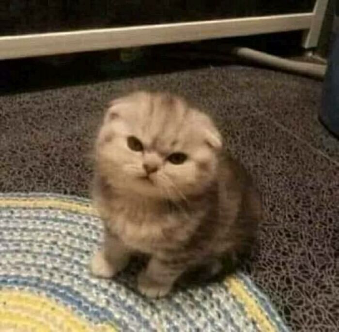 46 Of The Chunkiest Chonks To Ever Grace The Pages Of The Internet