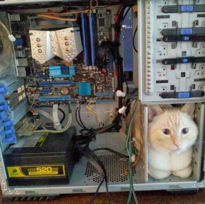 46 Of The Chunkiest Chonks To Ever Grace The Pages Of The Internet