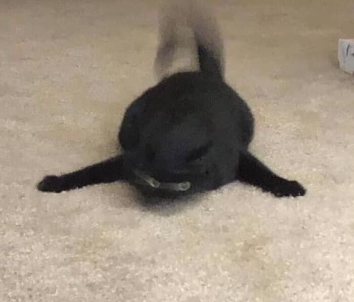 46 Of The Chunkiest Chonks To Ever Grace The Pages Of The Internet