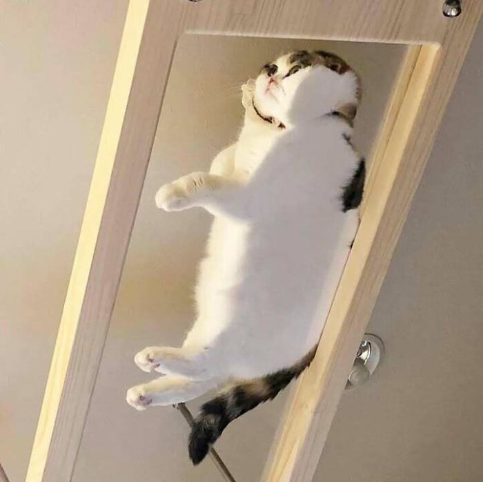 46 Of The Chunkiest Chonks To Ever Grace The Pages Of The Internet