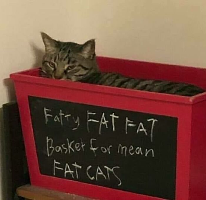 46 Of The Chunkiest Chonks To Ever Grace The Pages Of The Internet