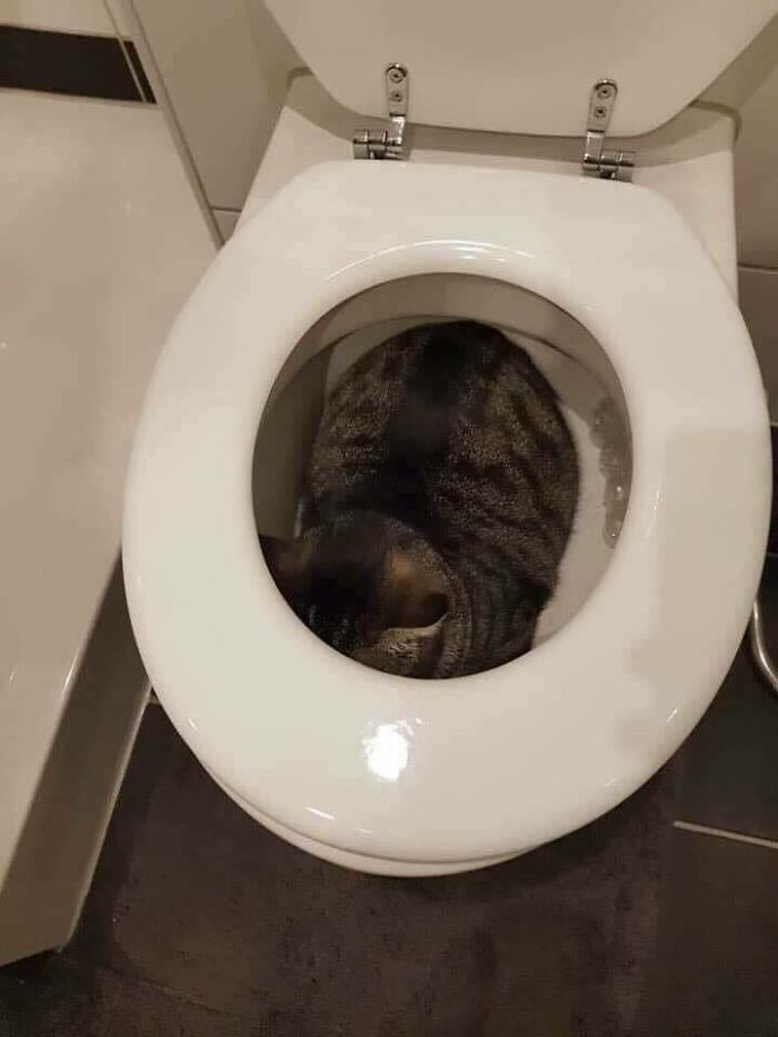 46 Of The Chunkiest Chonks To Ever Grace The Pages Of The Internet