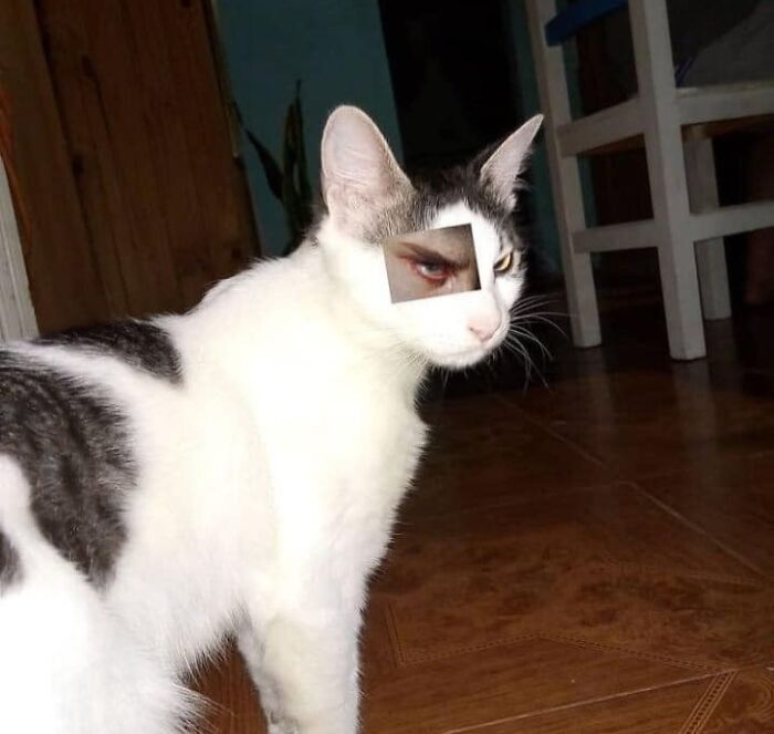 46 Of The Chunkiest Chonks To Ever Grace The Pages Of The Internet