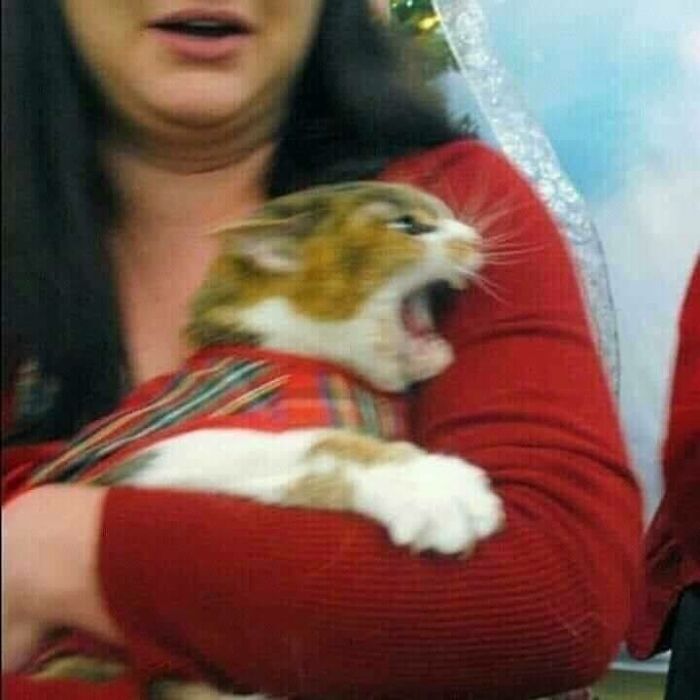 46 Of The Chunkiest Chonks To Ever Grace The Pages Of The Internet