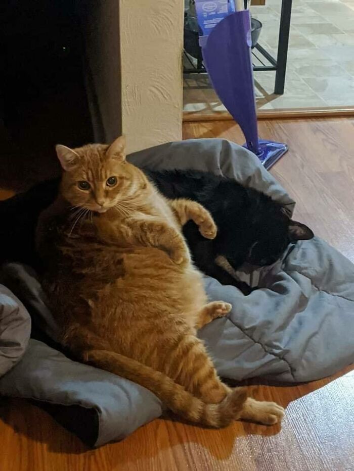 46 Of The Chunkiest Chonks To Ever Grace The Pages Of The Internet
