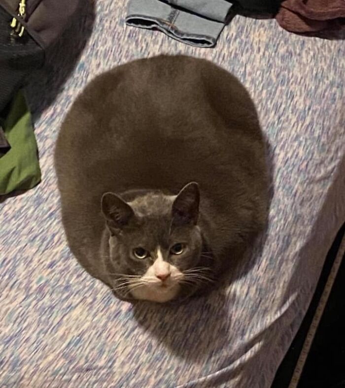 46 Of The Chunkiest Chonks To Ever Grace The Pages Of The Internet