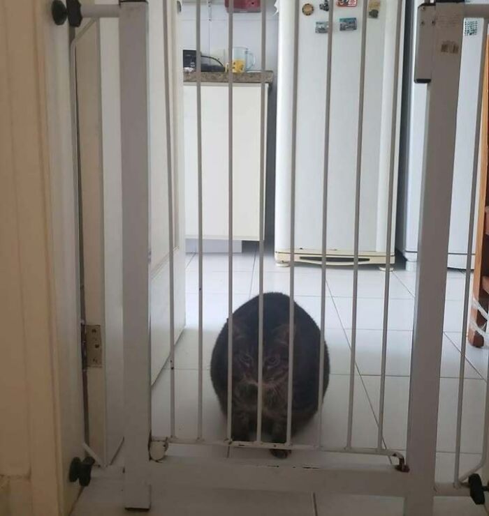 46 Of The Chunkiest Chonks To Ever Grace The Pages Of The Internet