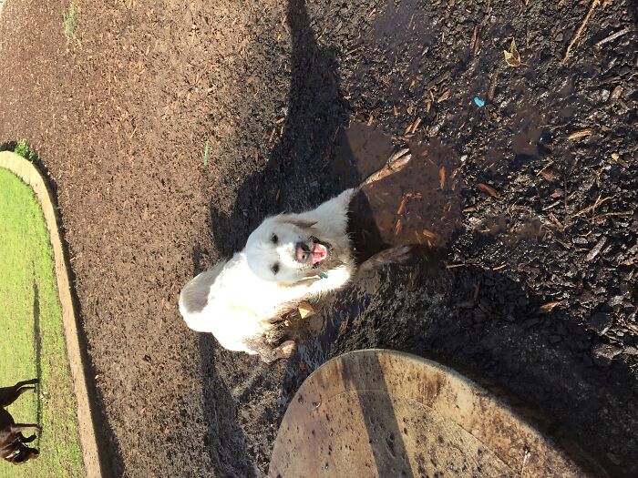 Here Are 20 Of My Dog Pics