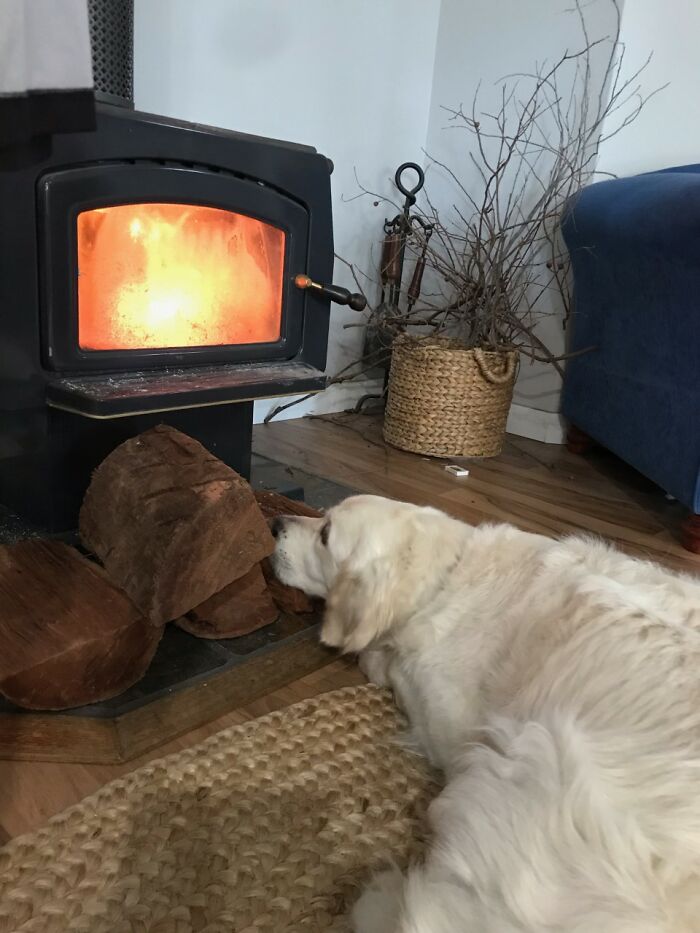 Here Are 20 Of My Dog Pics