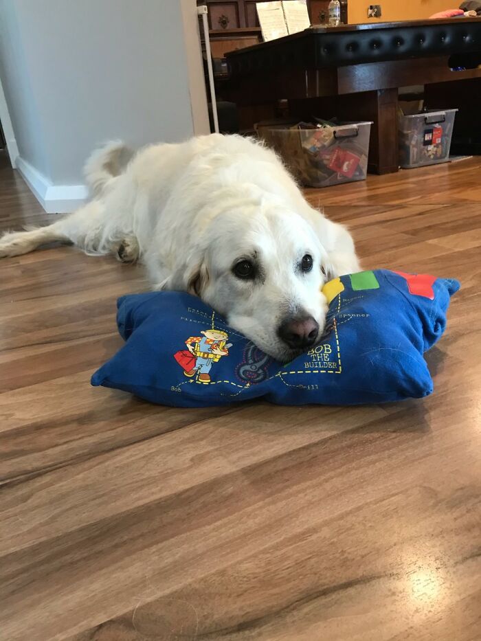 Here Are 20 Of My Dog Pics