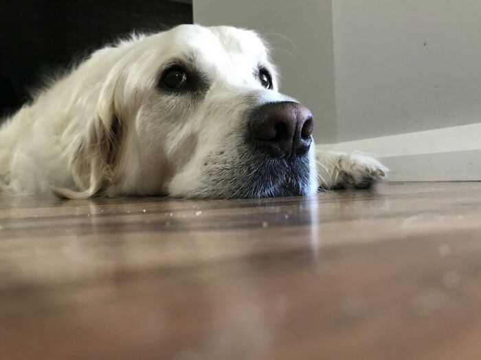 Here Are 20 Of My Dog Pics