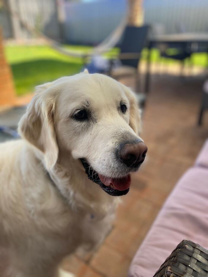 Here Are 20 Of My Dog Pics