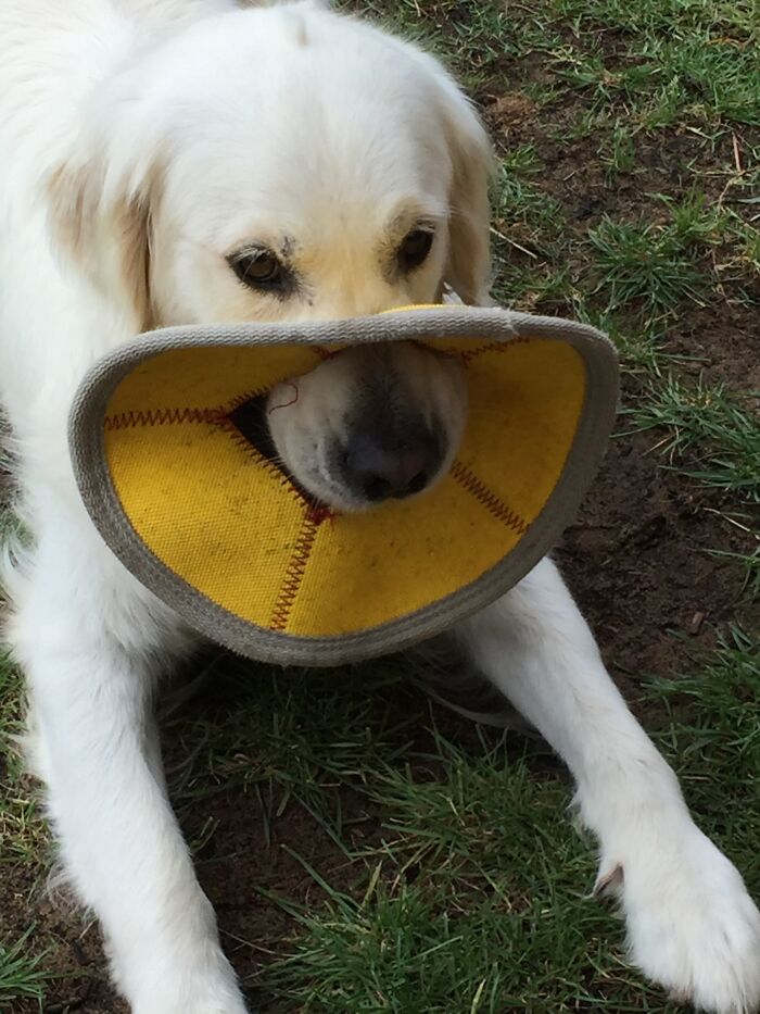 Here Are 20 Of My Dog Pics