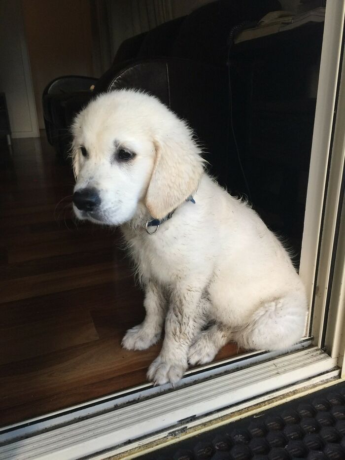 Here Are 20 Of My Dog Pics