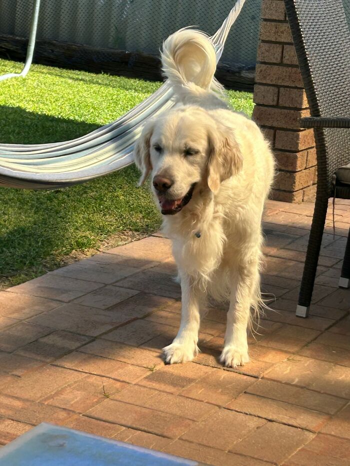 Here Are 20 Of My Dog Pics