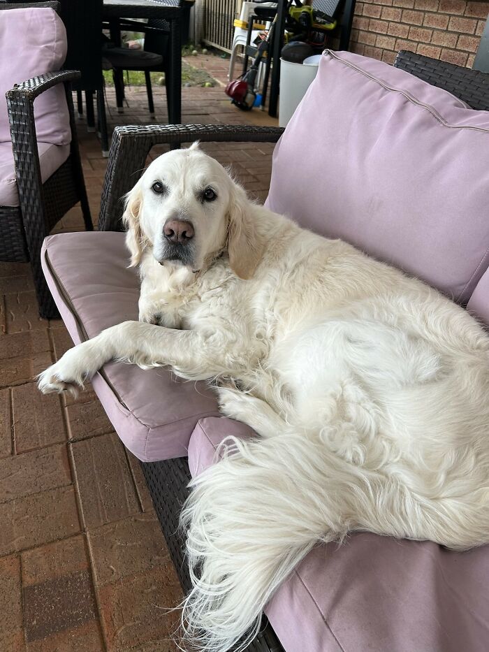 Here Are 20 Of My Dog Pics