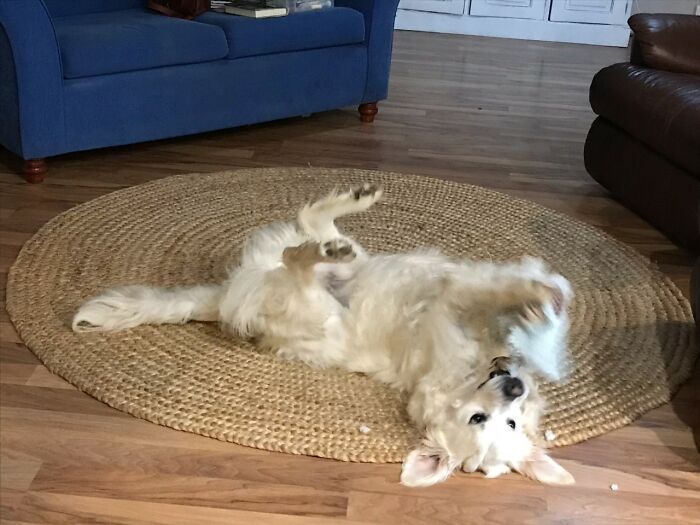 Here Are 20 Of My Dog Pics