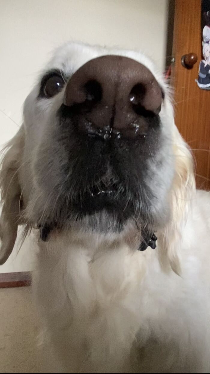 Here Are 20 Of My Dog Pics