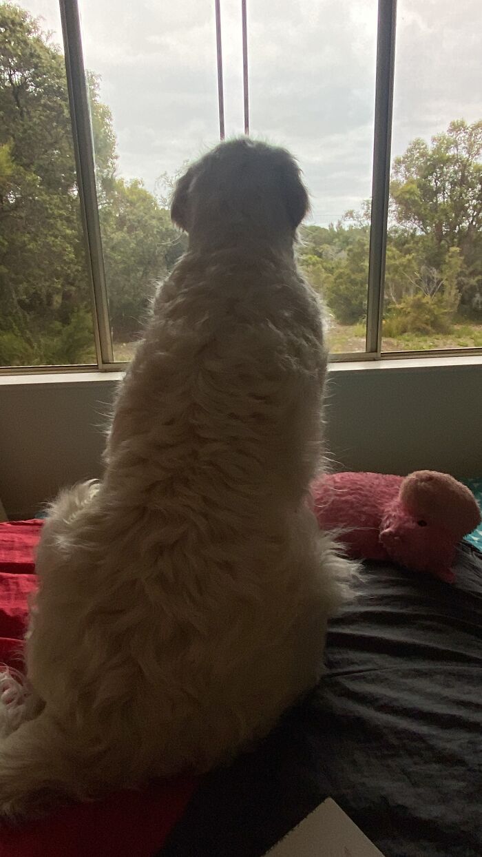 Here Are 20 Of My Dog Pics