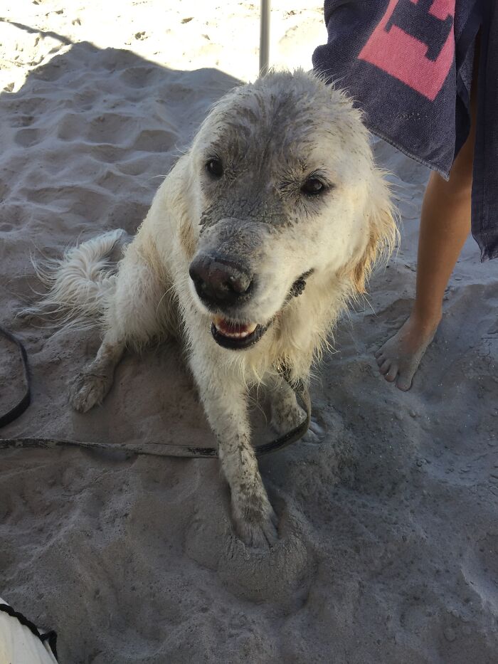 Here Are 20 Of My Dog Pics