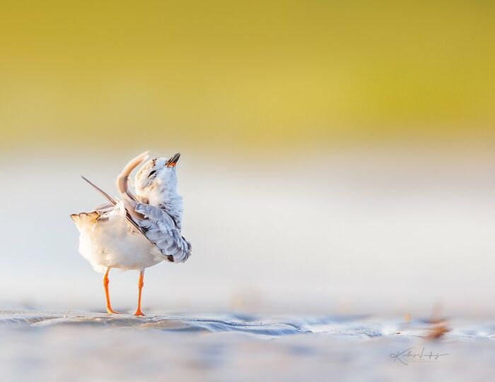 23 Photos That Prove Birds Can Be Fine Art By Kelley Luikey