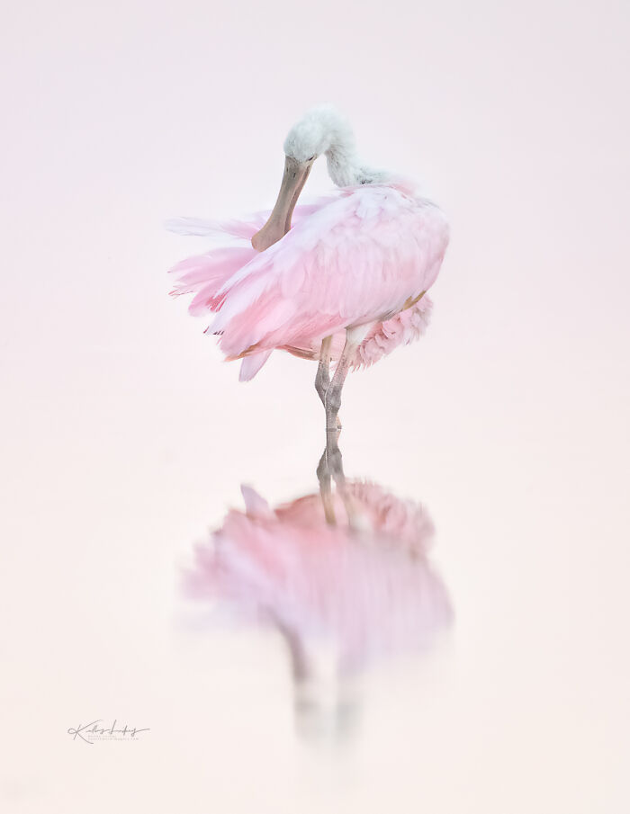 23 Photos That Prove Birds Can Be Fine Art By Kelley Luikey