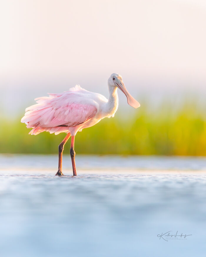 23 Photos That Prove Birds Can Be Fine Art By Kelley Luikey