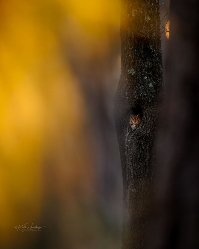 23 Photos That Prove Birds Can Be Fine Art By Kelley Luikey