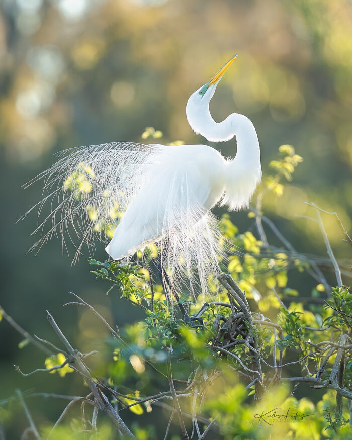 23 Photos That Prove Birds Can Be Fine Art By Kelley Luikey