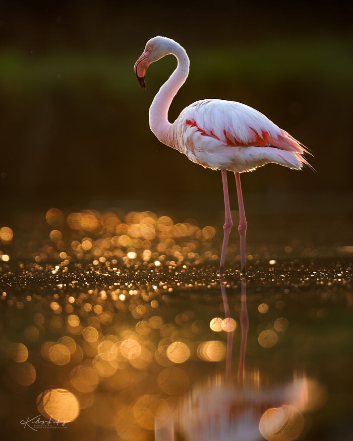 23 Photos That Prove Birds Can Be Fine Art By Kelley Luikey