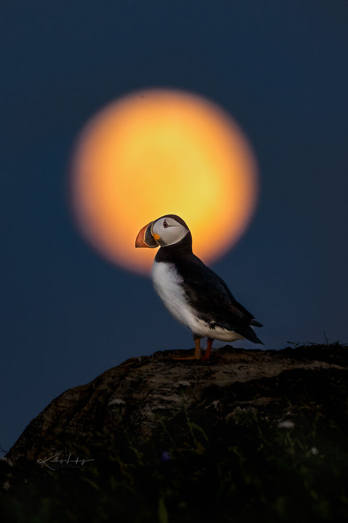 23 Photos That Prove Birds Can Be Fine Art By Kelley Luikey