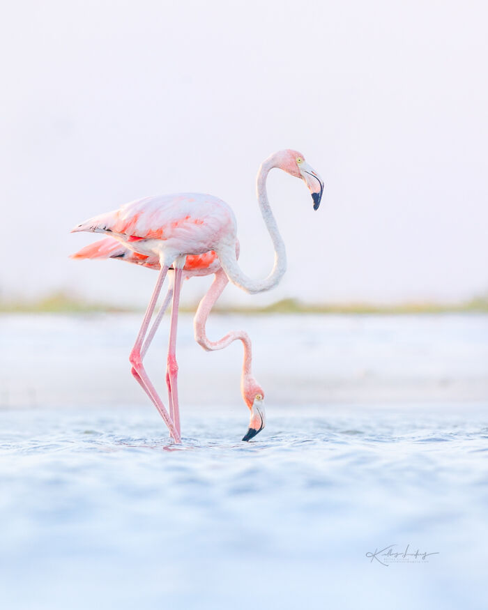 23 Photos That Prove Birds Can Be Fine Art By Kelley Luikey
