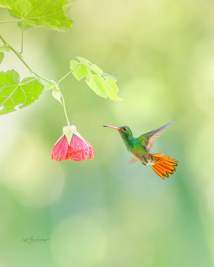 23 Photos That Prove Birds Can Be Fine Art By Kelley Luikey