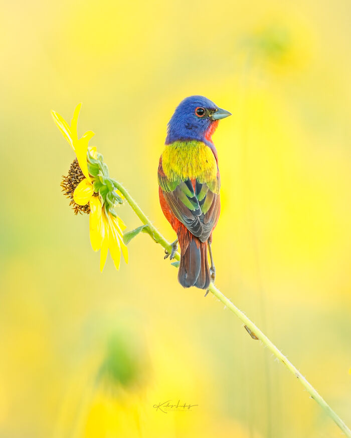 23 Photos That Prove Birds Can Be Fine Art By Kelley Luikey