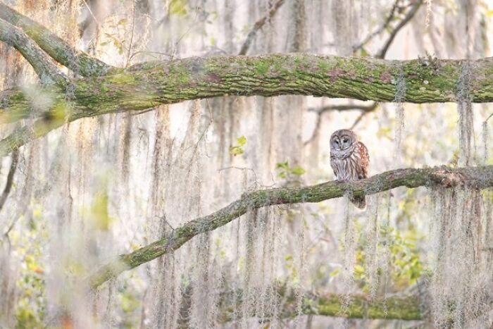 23 Photos That Prove Birds Can Be Fine Art By Kelley Luikey