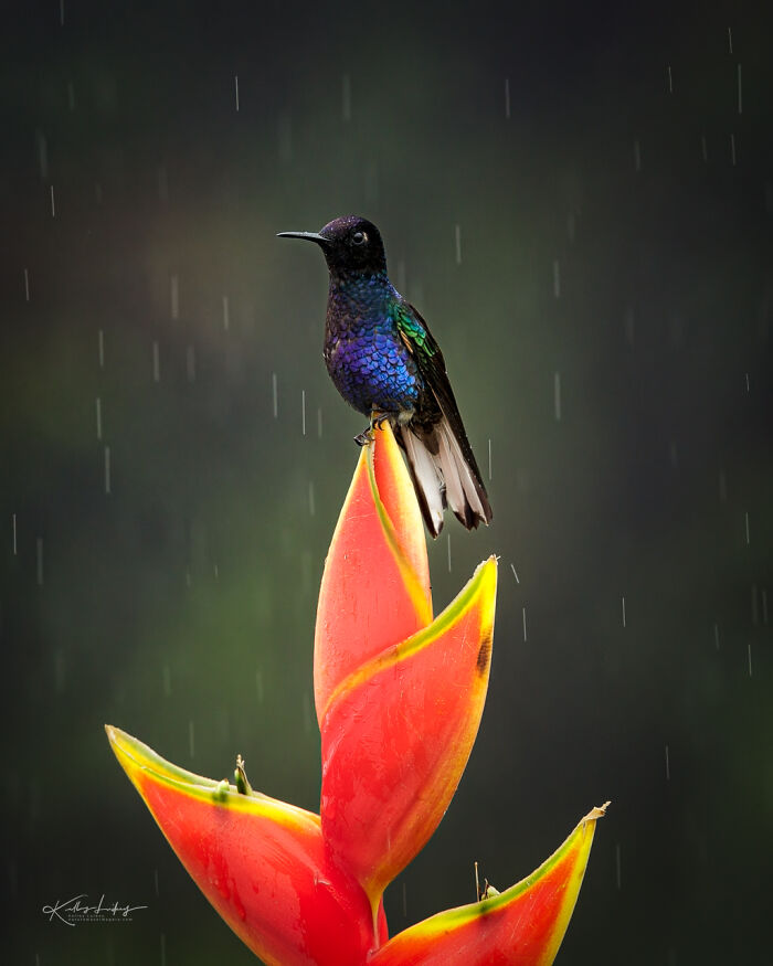 23 Photos That Prove Birds Can Be Fine Art By Kelley Luikey