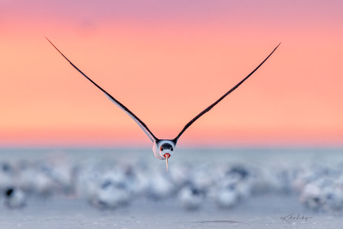 23 Photos That Prove Birds Can Be Fine Art By Kelley Luikey