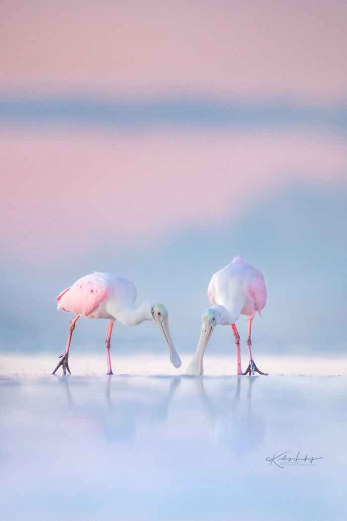 23 Photos That Prove Birds Can Be Fine Art By Kelley Luikey