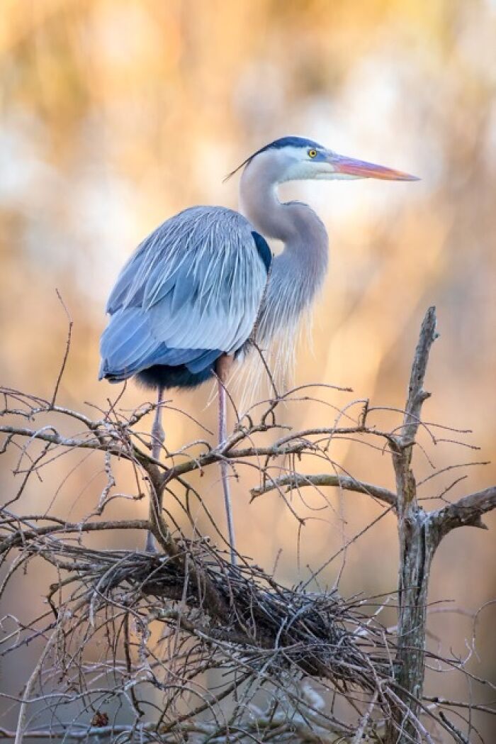 23 Photos That Prove Birds Can Be Fine Art By Kelley Luikey