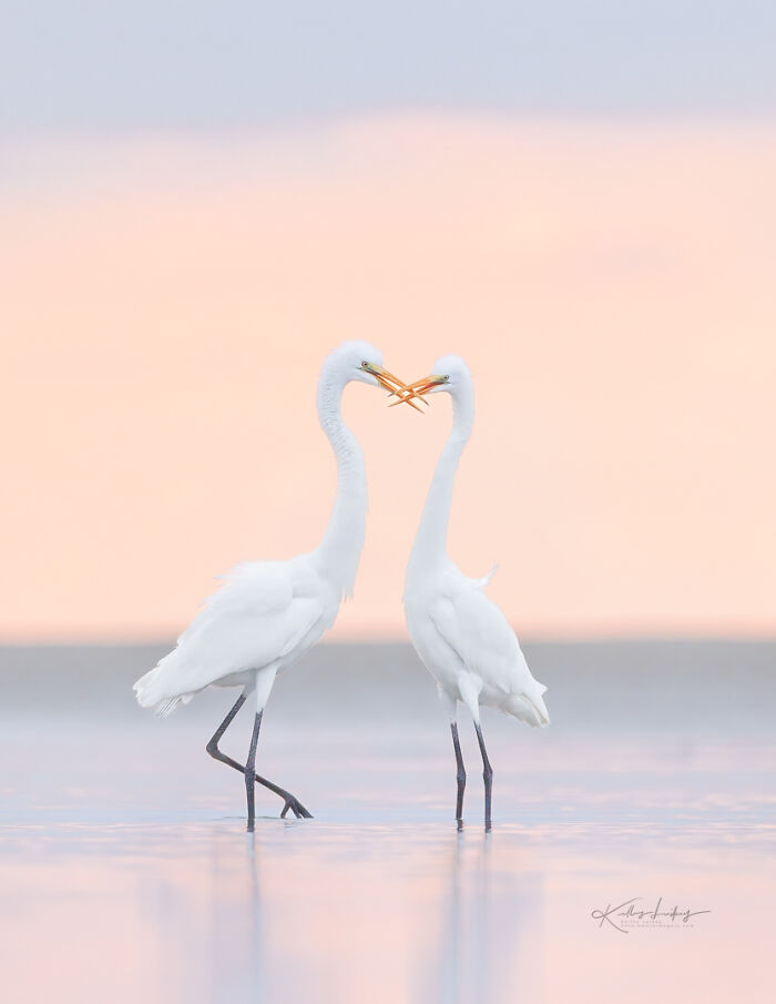 23 Photos That Prove Birds Can Be Fine Art By Kelley Luikey