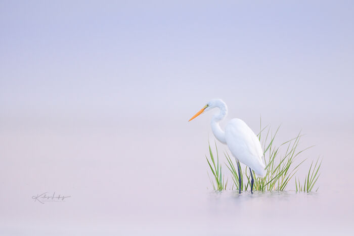 23 Photos That Prove Birds Can Be Fine Art By Kelley Luikey