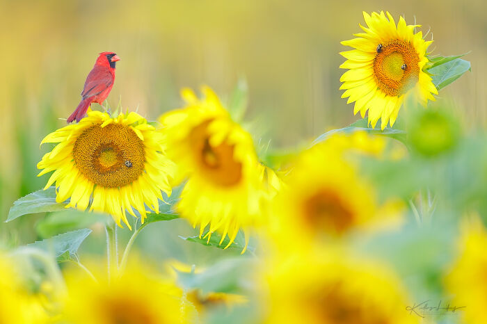 23 Photos That Prove Birds Can Be Fine Art By Kelley Luikey