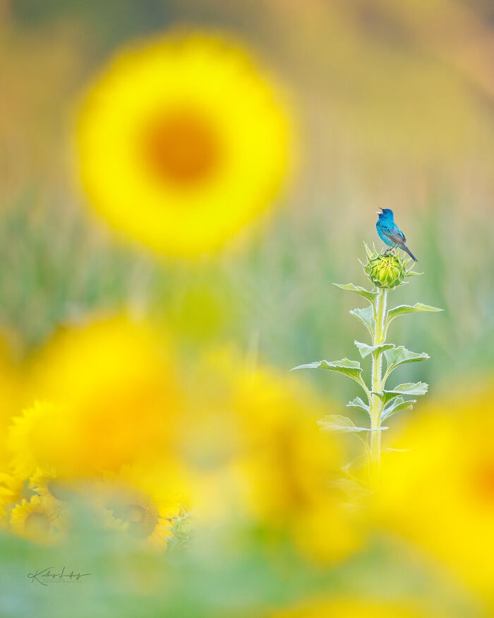 23 Photos That Prove Birds Can Be Fine Art By Kelley Luikey