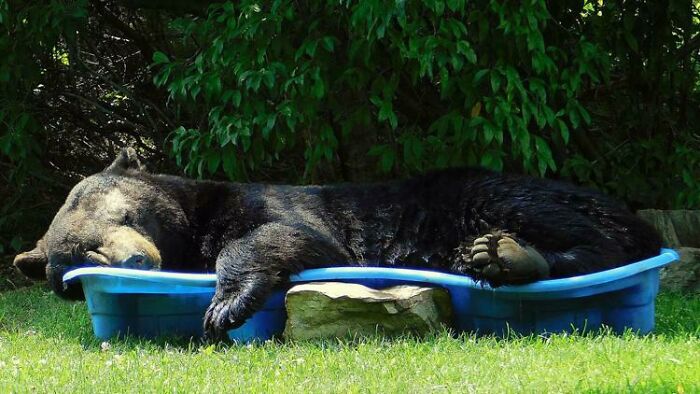 88 Animals So Giant It’s Hard To Believe They Are Real (New Pics)