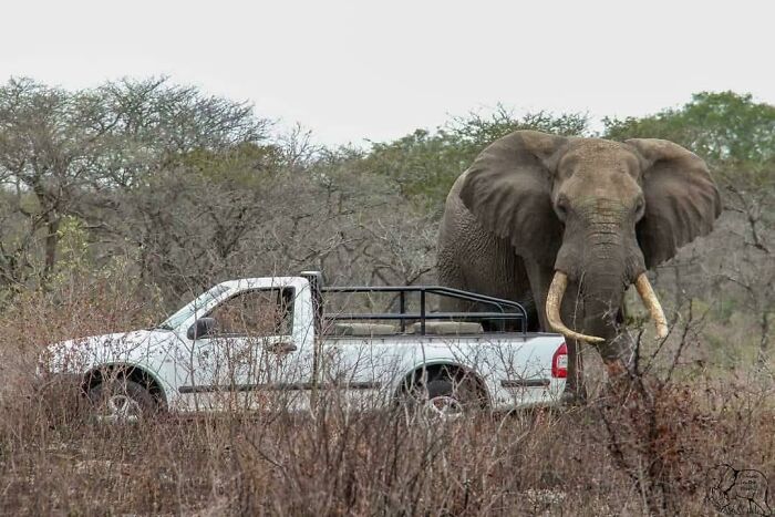 88 Animals So Giant It’s Hard To Believe They Are Real (New Pics)