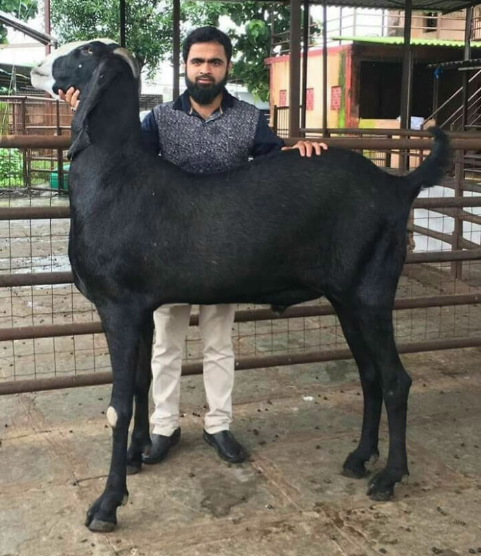 88 Animals So Giant It’s Hard To Believe They Are Real (New Pics)