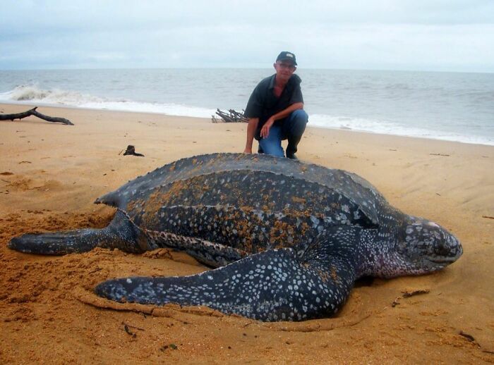 88 Animals So Giant It’s Hard To Believe They Are Real (New Pics)